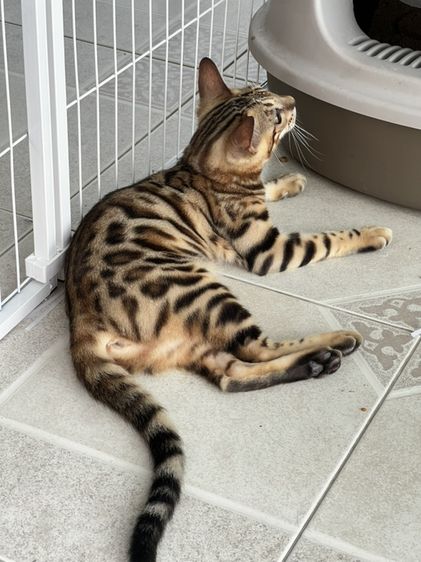 เบงกอล (Bengal House Cat) ขายน้องแมวเบงกอล ญ สีบราวน์ และ สีสโนว์