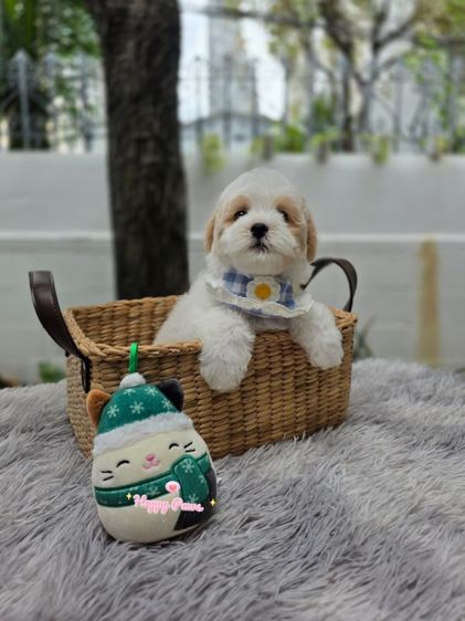 พุดเดิ้ล (Poodle) เล็ก น้องหมาพุดเดิ้ลน่ารัก