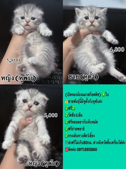 สก็อตติช โฟลด์ (Scottish Fold) เปิดจองน้องแมวสก็อตติชแท้