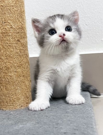 แมว Scottish fold Cat