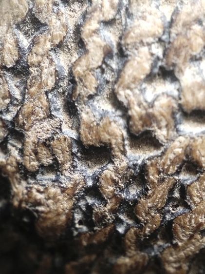 เบี้ยแก้หลวงปู่รอดถักเชือกลงรักเก่าเขย่าดังขลุกๆครับ รูปที่ 17