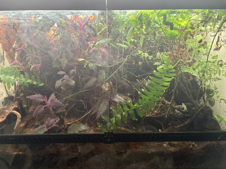 mius ultraclear terarium 90x45x60 รูปที่ 2