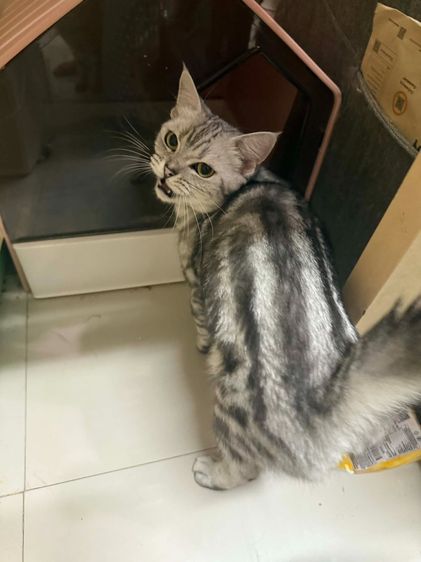 สก็อตติช โฟลด์ (Scottish Fold) น้องแมวสกอตติชโฟลด์หาบ้าน