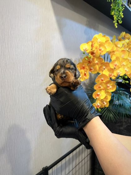 ดัชชุน มินิดัชชุนขนยาว เพศหญิง สี Black&tan merle ราคา 20,300 บาท