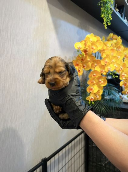 ดัชชุน มินิดัชชุนขนยาว เพศหญิง สี BRINDLE ราคา 20,300 บาท