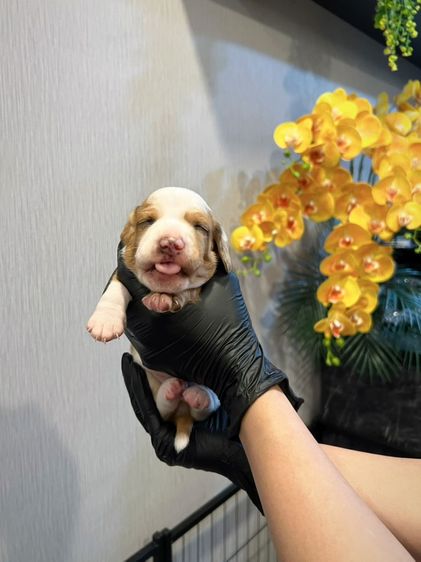 ดัชชุน มินิดัชชุนขนสั้น เพศผู้ สี PIEBALD ราคา 10,300 บาท