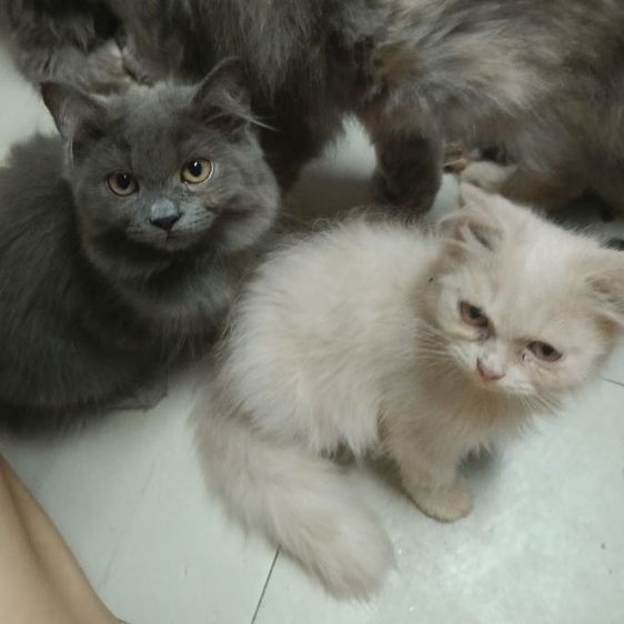เปอร์แท้รับเองลดได้