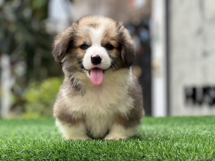 คอร์กี้ (Corgi) กลาง ลูกสุนัขคอร์กี้ พร้อมใบเพด