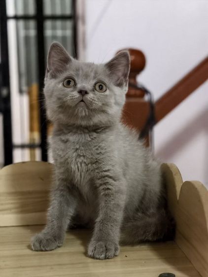แมว scottish fold หาบ้านด่วนราคาถูกปิดฟาร์ม รูปที่ 17