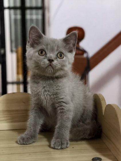 แมว scottish fold หาบ้านด่วนราคาถูกปิดฟาร์ม รูปที่ 18