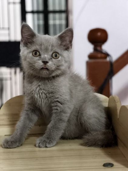 แมว scottish fold หาบ้านด่วนราคาถูกปิดฟาร์ม