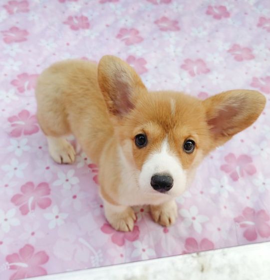 คอร์กี้ (Corgi) กลาง คอร์กี้ พร้อมย้ายบ้านครับ