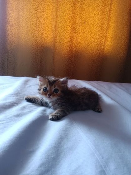 ลูกอเมซสก๊อตติชโฟ