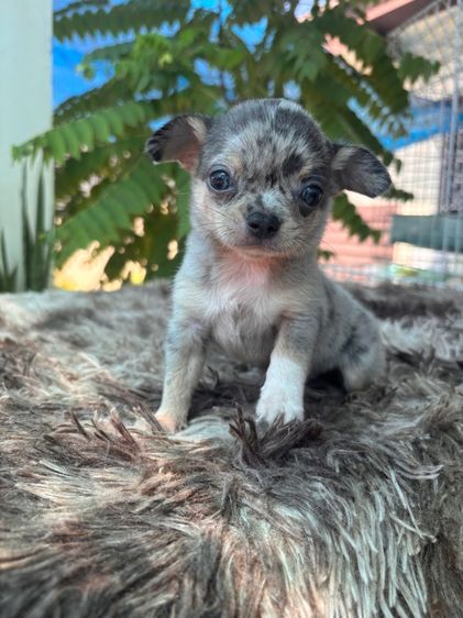 ชิวาวา (Chihuahua) เล็ก ชิวาวา 