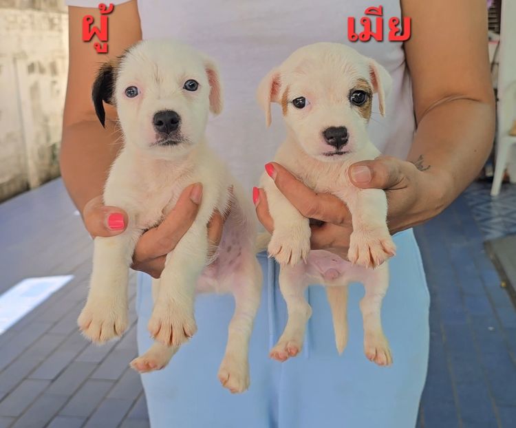 แจ็ค รัสเซลล์ (Jack Russell) เล็ก ลูกสุนัขแจ็ค รัสเซลล์  คอกที่ 1 เพศผู้และเมีย สายพันธุ์แท้ ร่าเริง ฉลาด เลี้ยงง่าย จาก kankarnclub มีจัดส่งทั่วประเทศ(กันย์เจ้าเก่าครับ)