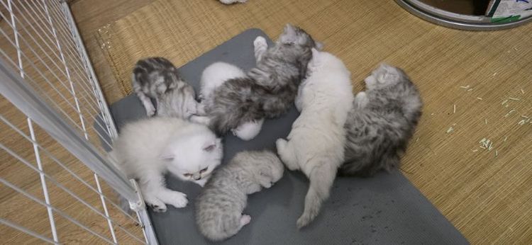 สก็อตติช โฟลด์ (Scottish Fold) เปิดจองน้องแมวสก๊อตติชค้าบ