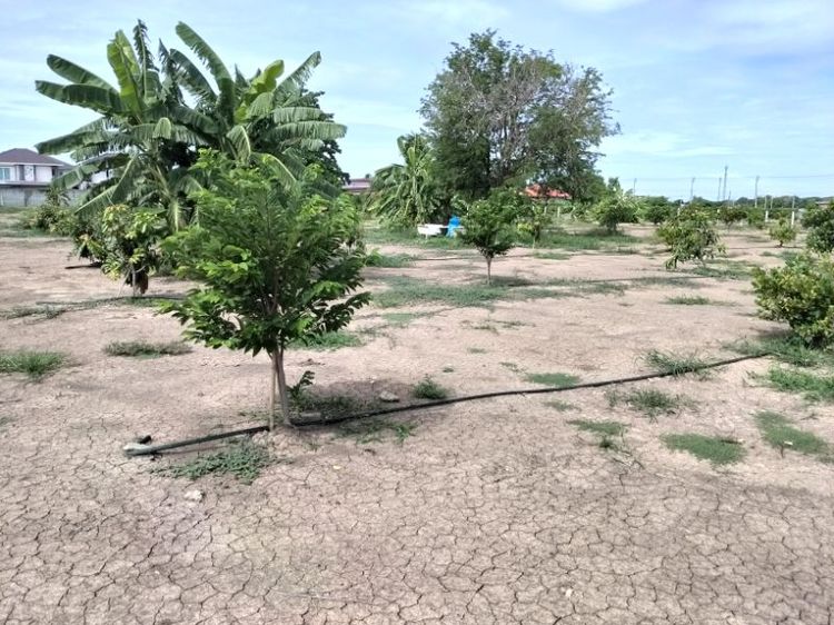 ที่ดินจัดสรร บางบัวทอง