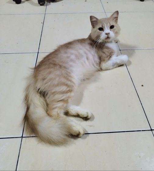 เปอร์เซีย​