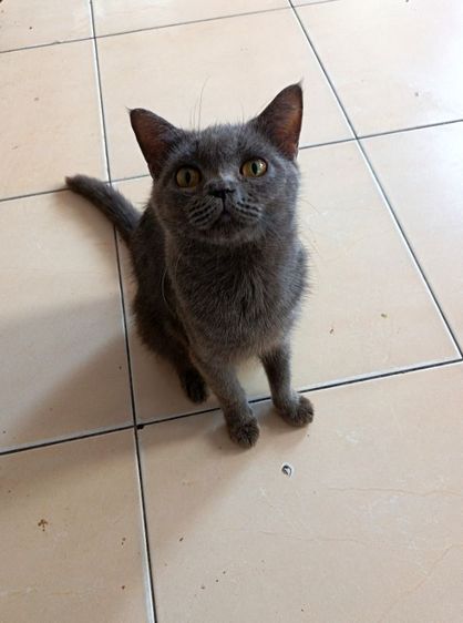 สก็อตติช โฟลด์ (Scottish Fold) สีบลู​