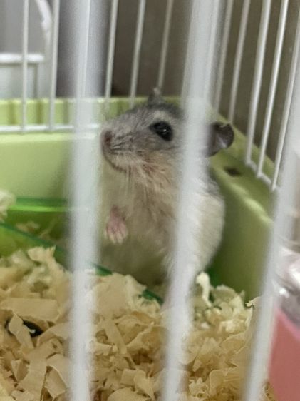 หนูแฮมเตอร์