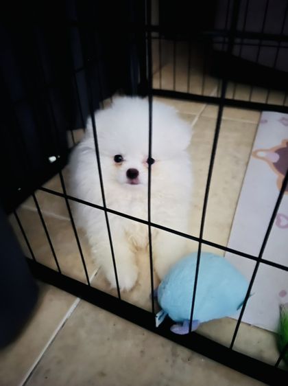 หาบ้านใหม่ น้องปอมเมอเรเนี่ยน จากฟาร์ม รูปที่ 2