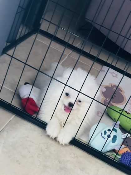 ปอมเมอเรเนียน (Pomeranian) เล็ก หาบ้านใหม่ น้องปอมเมอเรเนี่ยน จากฟาร์ม