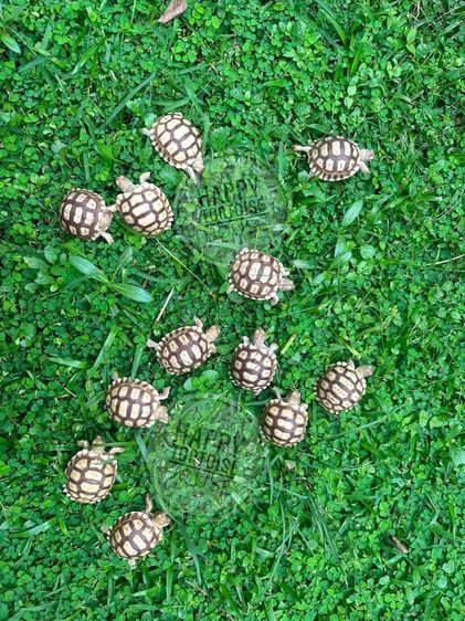เต่า Sulcata
