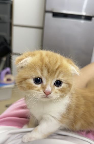 สก็อตติช โฟลด์ (Scottish Fold) แมวสก็อตติช