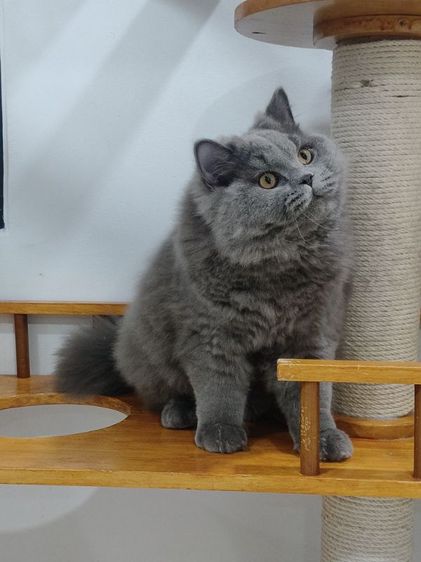 บริติช ชอร์ตแฮร์ (British Shorthair) บริติชช็อตแฮร์
