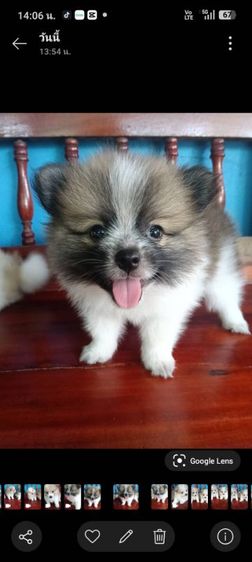 ปอมเมอเรเนียน (Pomeranian) เล็ก ปอม