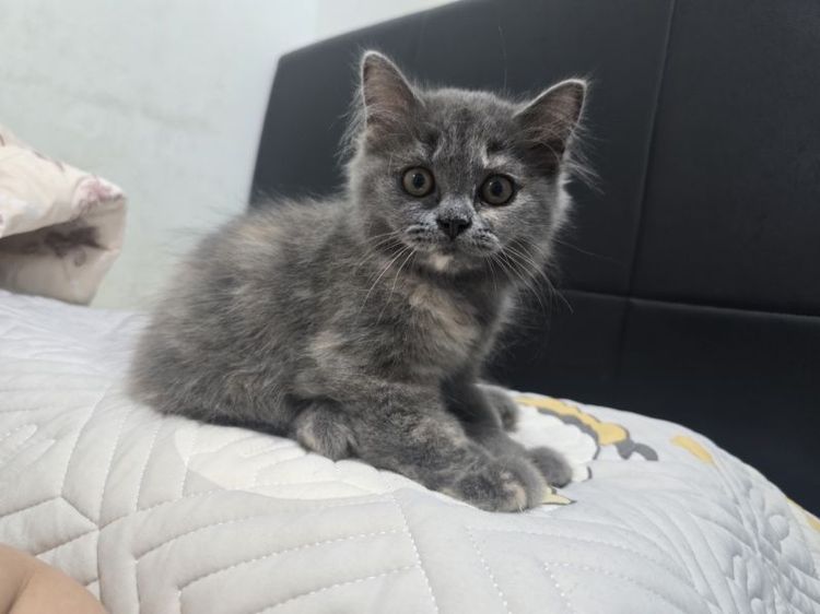 น้องแมว สก๊อตติส รูปที่ 3