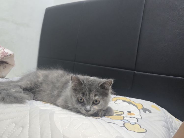 น้องแมว สก๊อตติส รูปที่ 7
