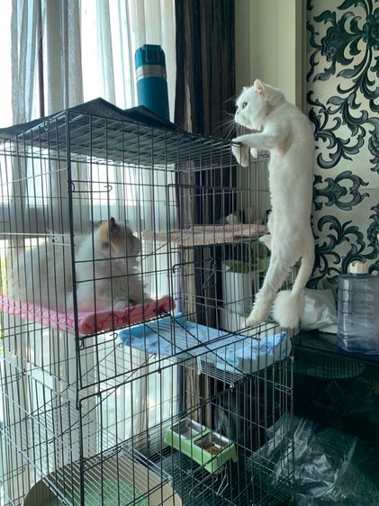 กรง คอกและประตู 🐱 กรงแมว 3 ชั้น พับเก็บได้ แข็งแรง พร้อมถาดรอง ทำความสะอาดง่าย