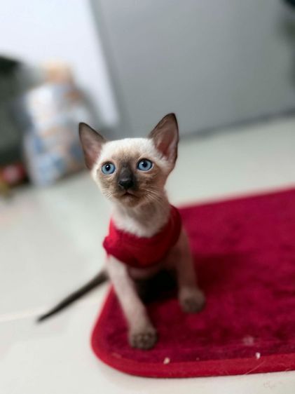 วิเชียรมาศ (Siamese Cat) แมววิเชียรมาศ