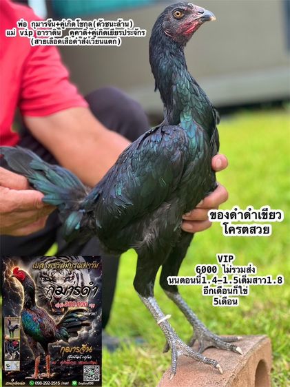 แบ่งไก่สาวสายเงินล้าน ชัยยัน สมีสุวรรน อาราดิร สสนั่น