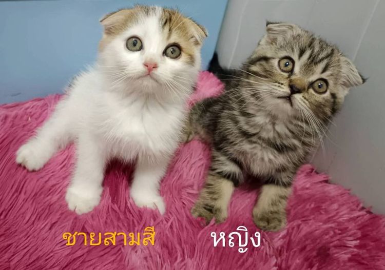 สก็อตติช โฟลด์ (Scottish Fold) ขายแมวสก็อตติชหูพับมีทั้งชายและหญิง