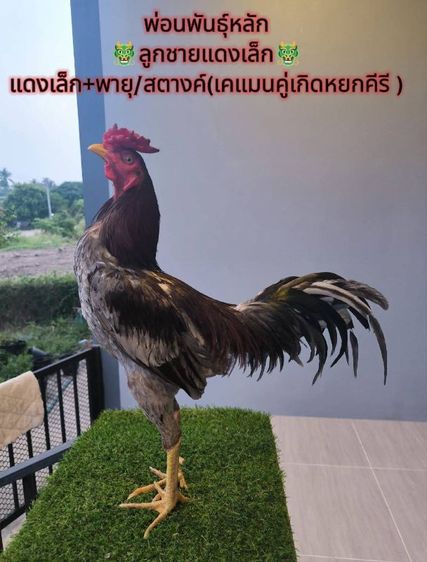 หลานแดงเล็ก(โกเซ้มฟาร์ม) รูปที่ 7