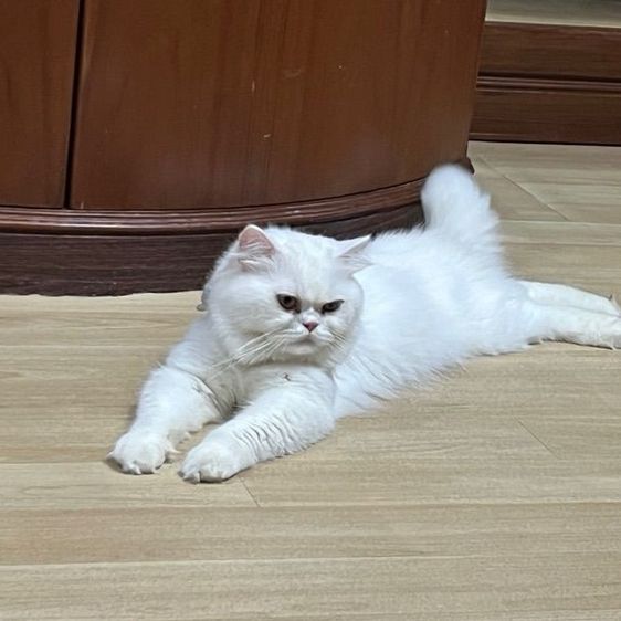 พ่อพันธุ์สก็อตติช รูปที่ 4