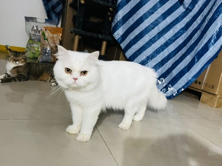 พ่อพันธุ์สก็อตติช รูปที่ 7