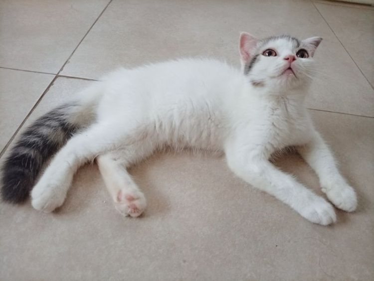 สก็อตติช โฟลด์ (Scottish Fold) เด็กหญิงสก็อตติชสีบลูไวด์