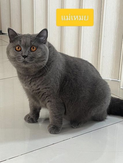 บริติชช็อตแฮร์ รูปที่ 8