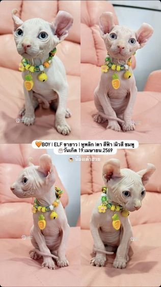 ลูกแมวสฟิงซ์
