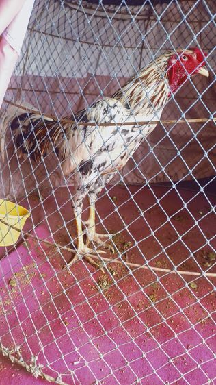 ไก่ชน