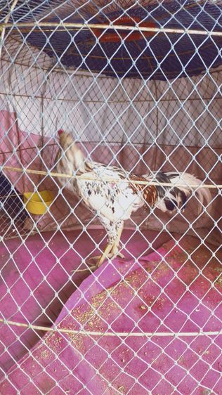ไก่ชน รูปที่ 3