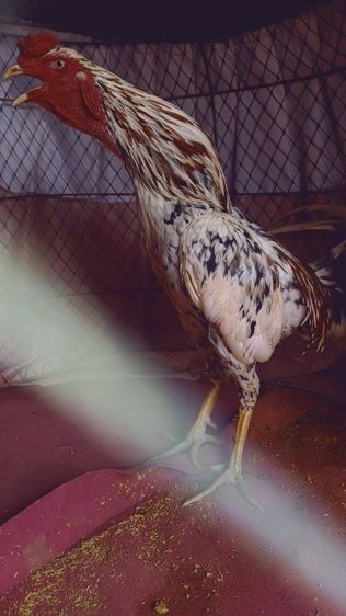 ไก่ชน รูปที่ 2