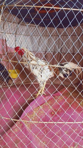 ไก่ชน รูปที่ 4