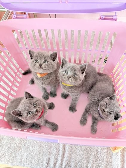 บริติชชอร์ตแฮร์
