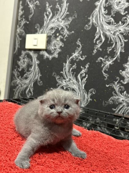 สก็อตติช โฟลด์ (Scottish Fold) ลูกแมว สก็อตติชโฟลด์ สีบลู หูพับ