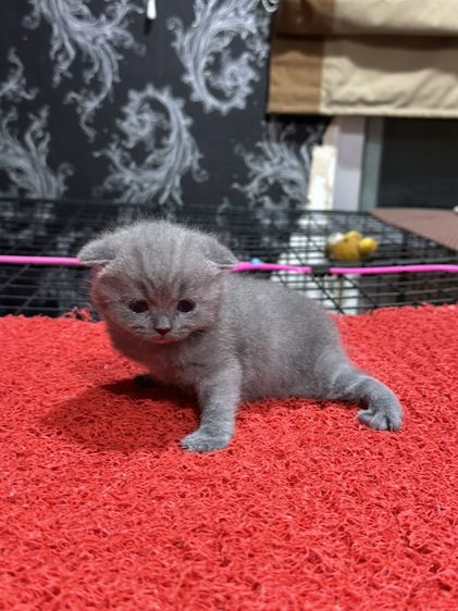 ลูกแมว สก็อตติชโฟลด์ สีบลู หูพับ รูปที่ 2