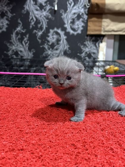ลูกแมว สก็อตติชโฟลด์ สีบลู หูพับ รูปที่ 3